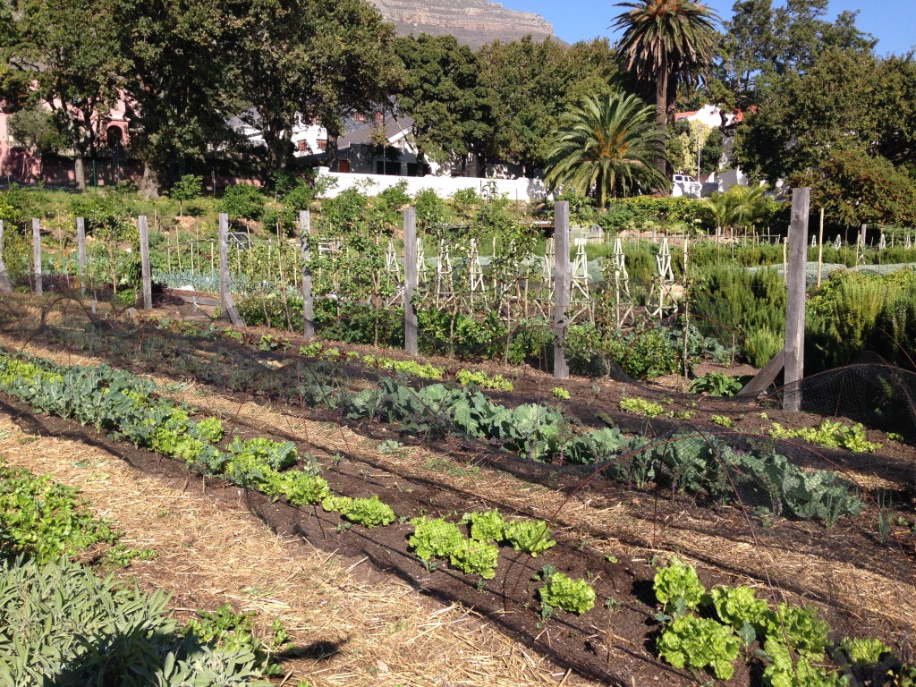 Oranjezicht City Farm Cape Town