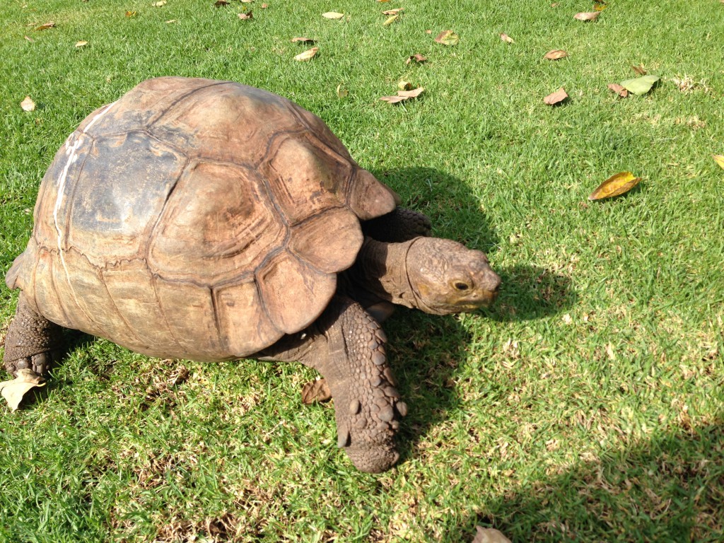 at the Vineyard Hotel in Newlands you will find a few old tortoises living on the grounds. They love the space, fresh grass and natural environment.
