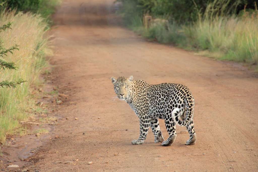 I would love to go again on safari. We saw quite some wildlife already but an encounter with a leopard never before.