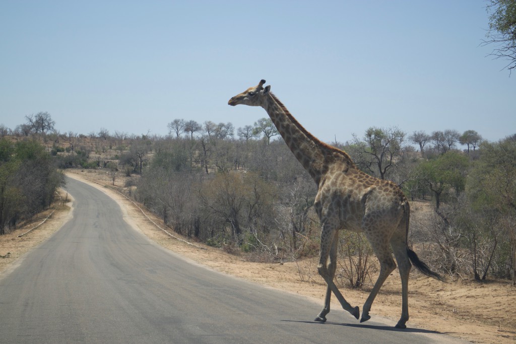 Kruger National Park, Big Five, Sabi Sands, Game Drive, Safari, Africa, Wildlife