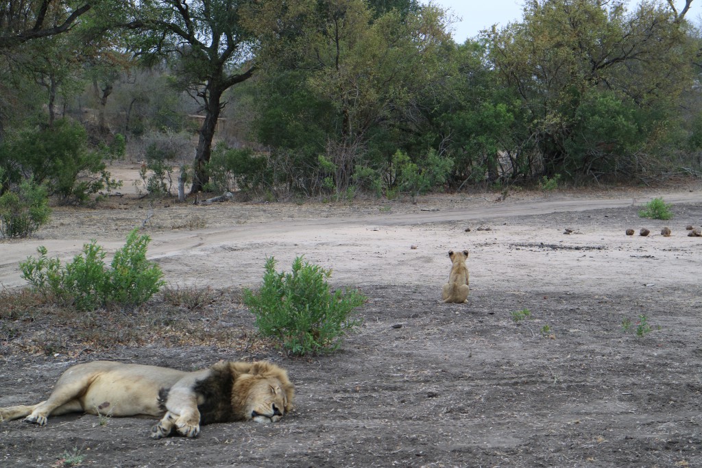 Kruger National Park, Big Five, Sabi Sands, Game Drive, Safari, Africa, Wildlife