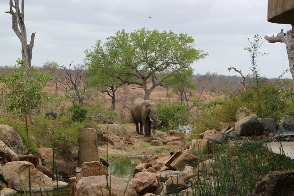 Earth Lodge, Sabi Sabi, Sabi Sands Private Game Reserve, Kruger, Skukuza, South Africa, Mpumalanga
