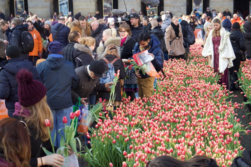 Tulips, de Dam, Amsterdam, Dam Square, National Tulip Day, the Netherlands, flowers, Spring
