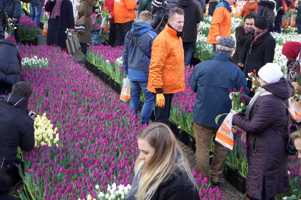 Tulips, de Dam, Amsterdam, Dam Square, National Tulip Day, the Netherlands, flowers, Spring