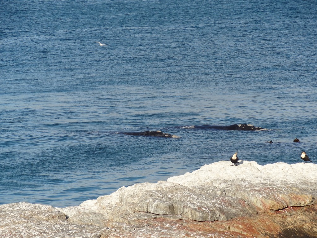 Whales Hermanus South Africa