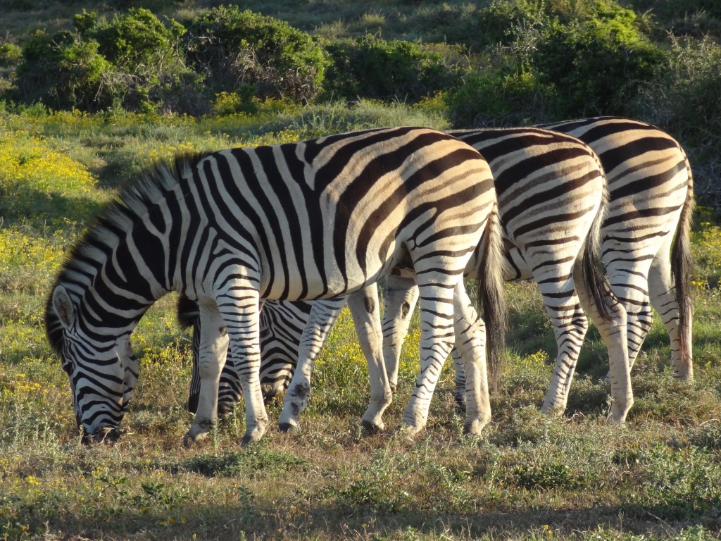 Wildlife south Africa