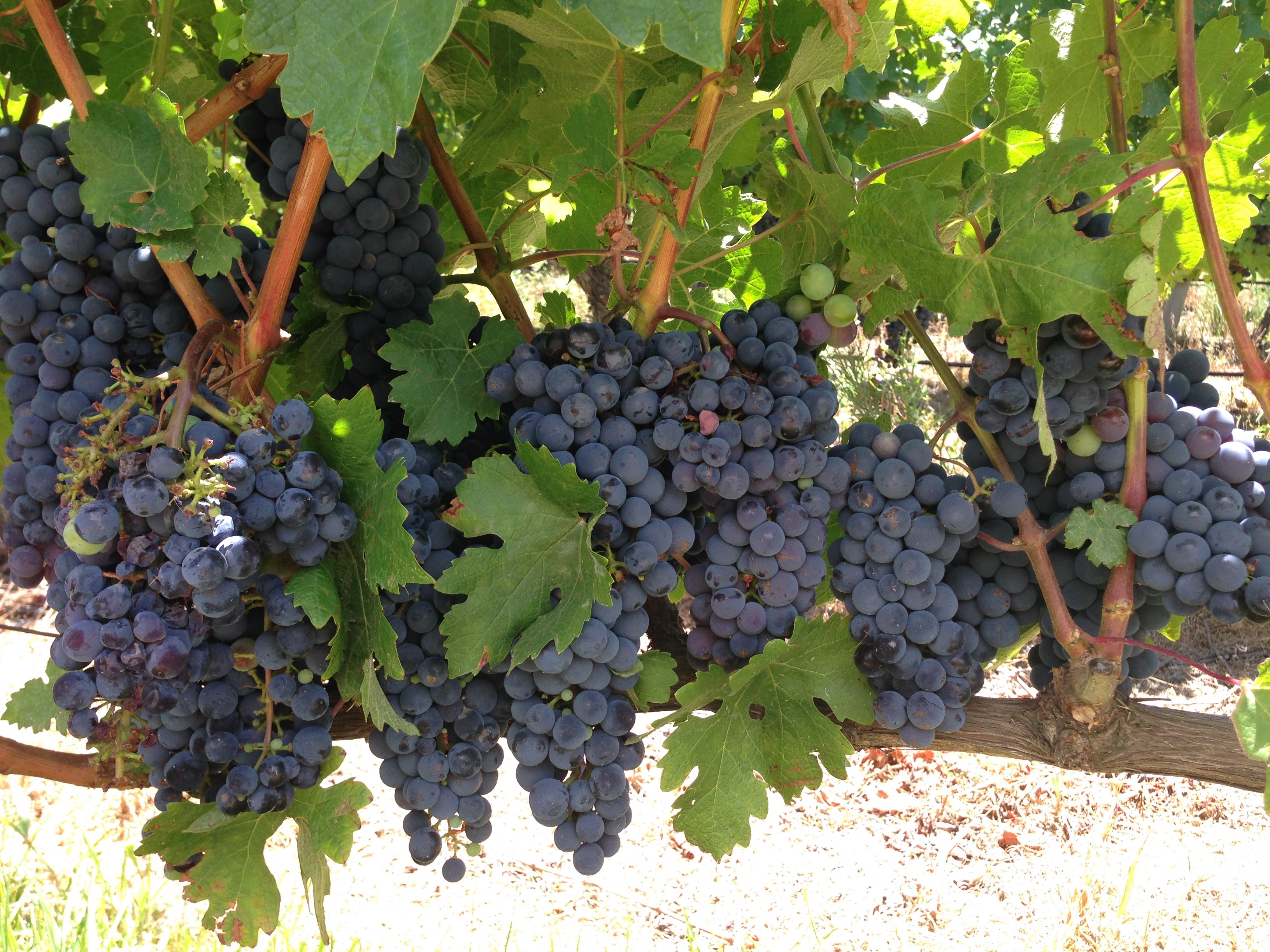 From grape to bottle; harvest time in South Africa - Eat ...